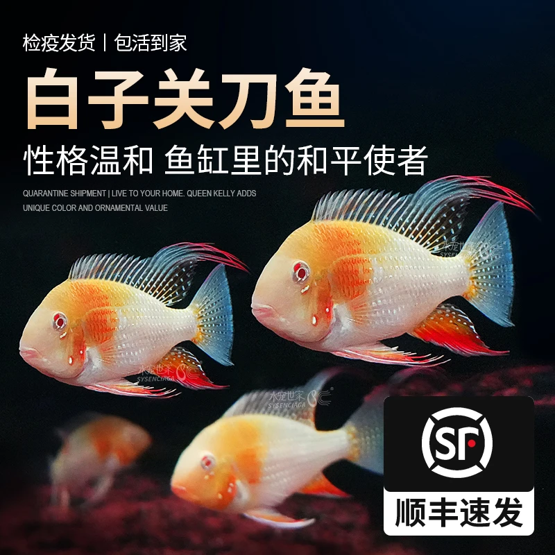 南美食土鲷慈鲷白子关刀红眼白化关刀鱼热带淡水中大型观赏鱼温和