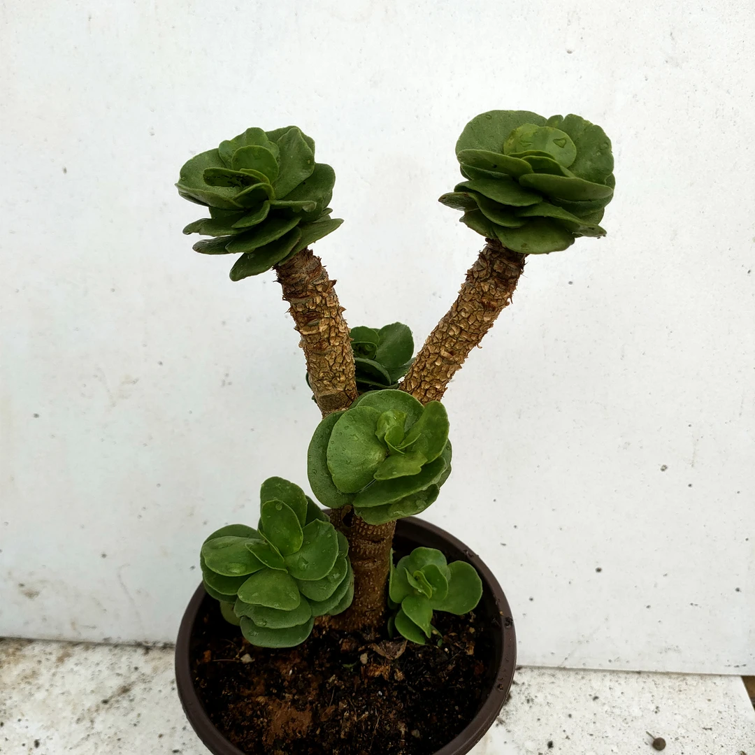 金钱木 满20包邮 顶部有掐花痕迹不带盆土发货直播间为准多肉植物