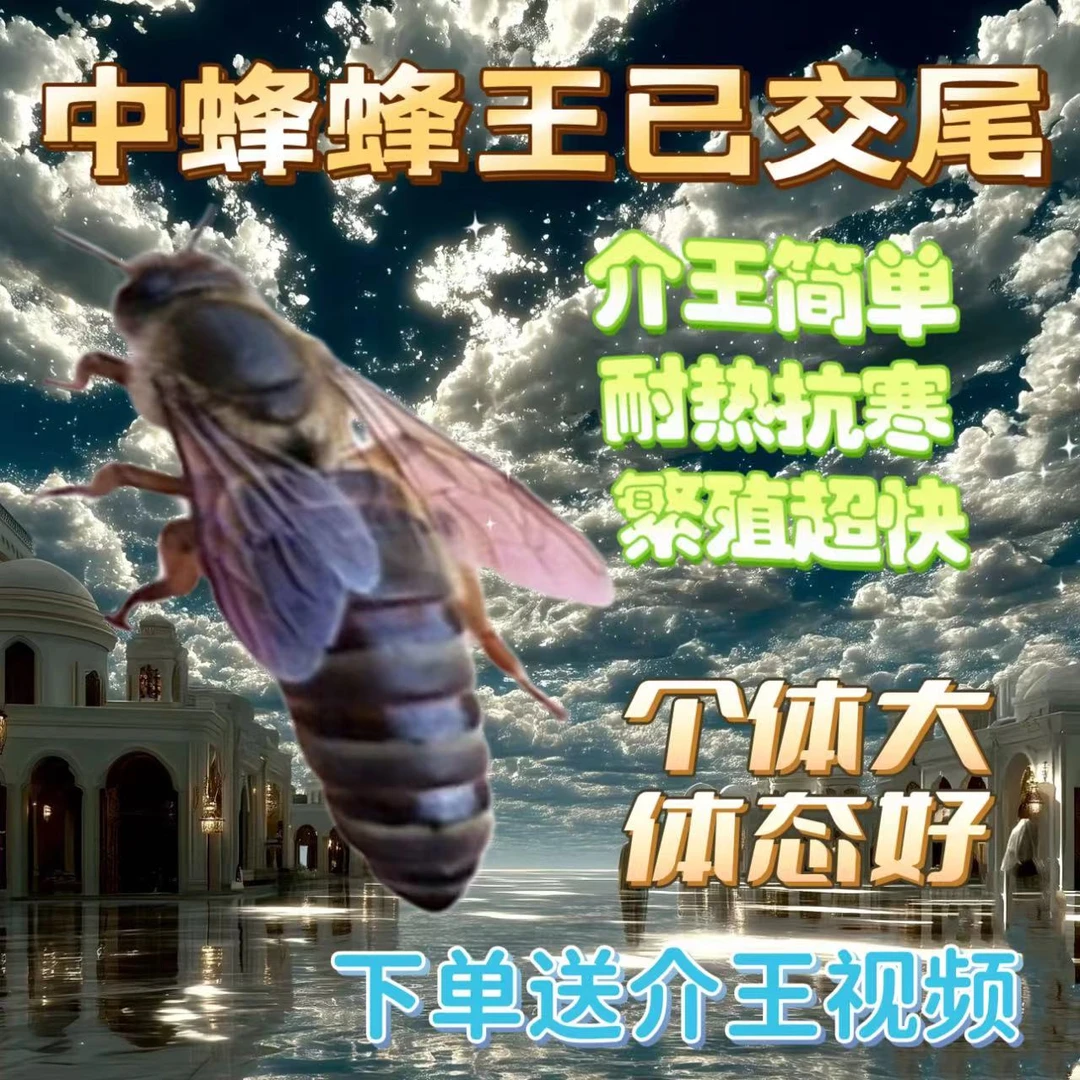 【已开产2个月产王】中蜂开产新王中蜂产卵王交尾蜂王阿坝王强群王