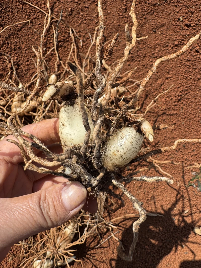 紫花中宽叶大宽叶露天白芨块茎苗白及苗