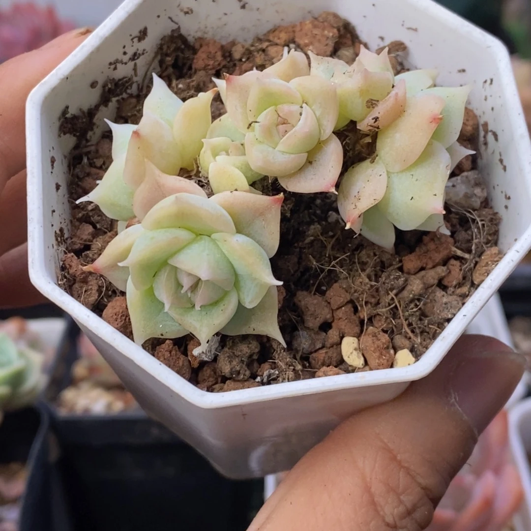杂交群生小老桩6厘米
