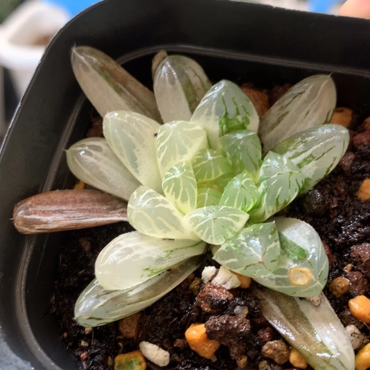 实生玉露一物一拍