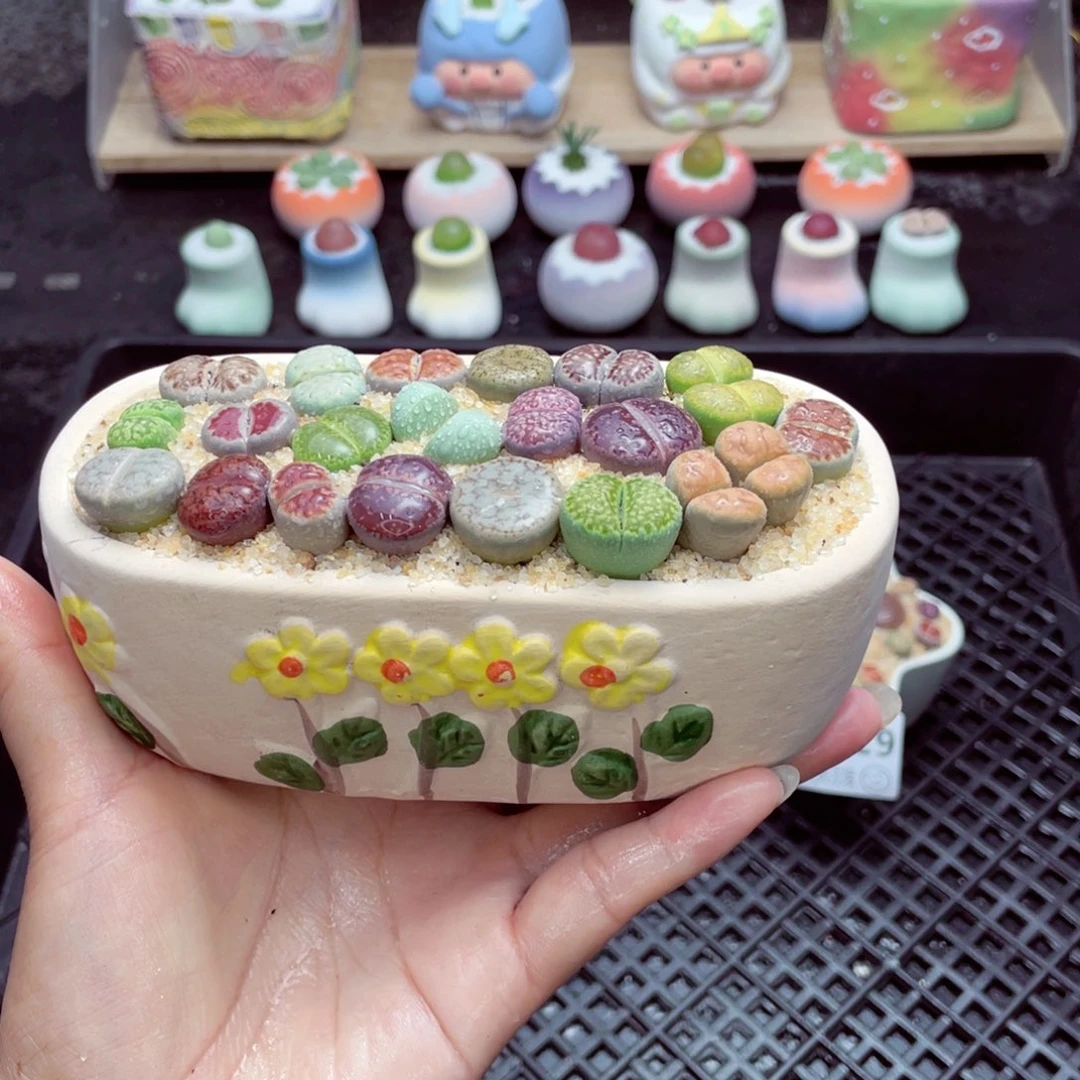 w3030 带盆土发货一物一拍