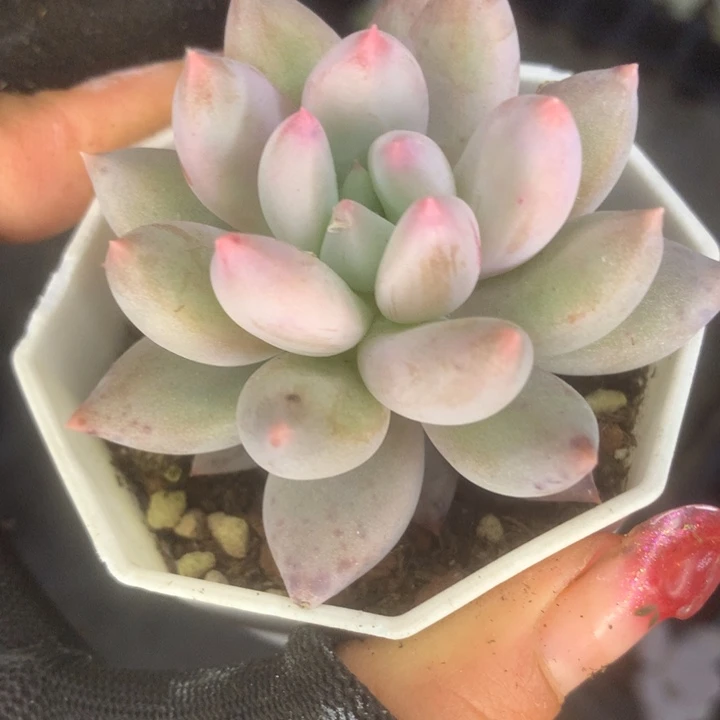 所罗门。（满9.99包邮不满9.99发叶子）