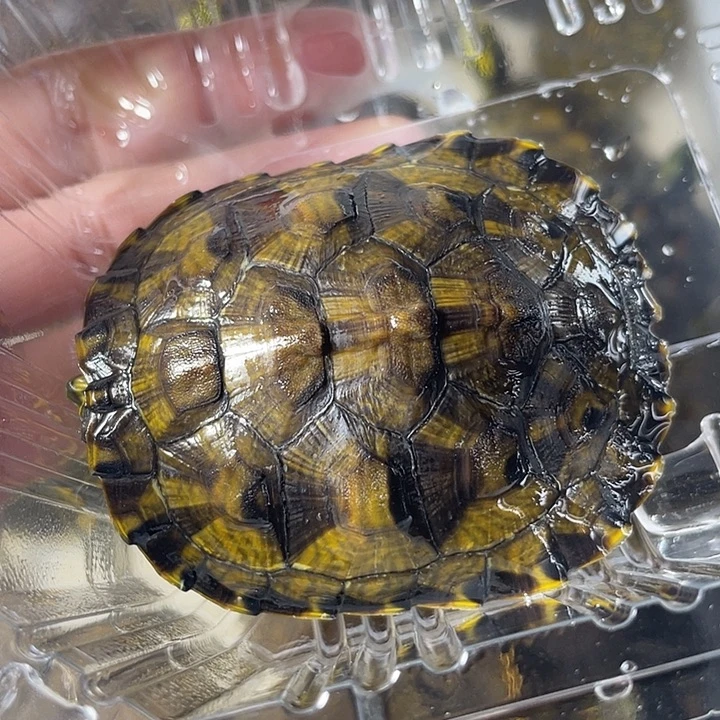 不分公母宠物龟黄耳