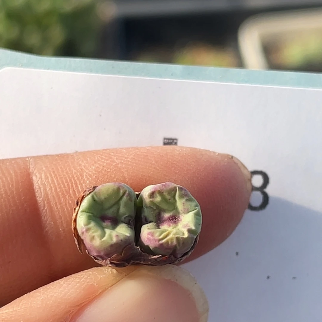 15-28嘴多肉植物肉锥