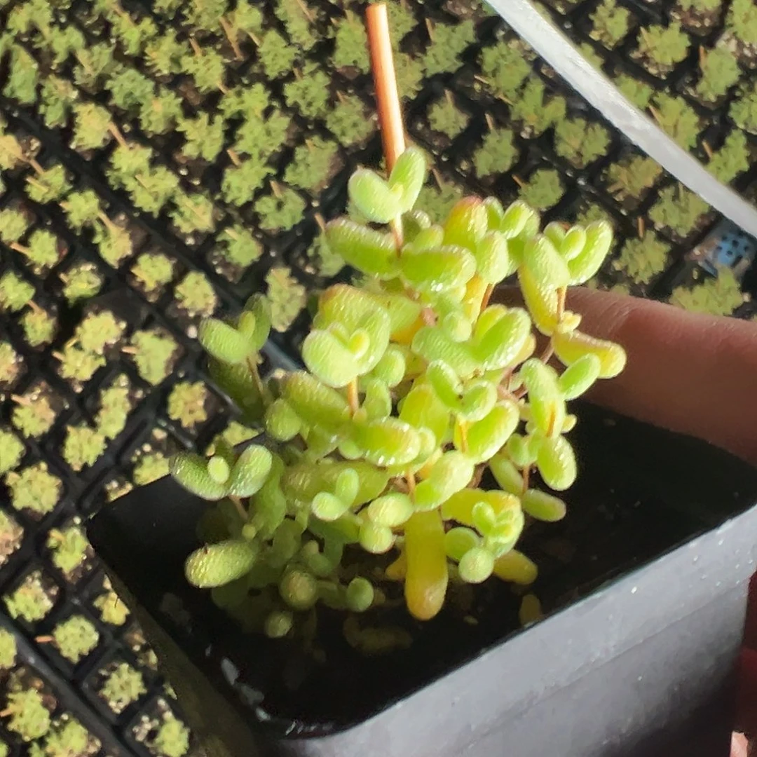 蜜橘糖球老桩55杯福利