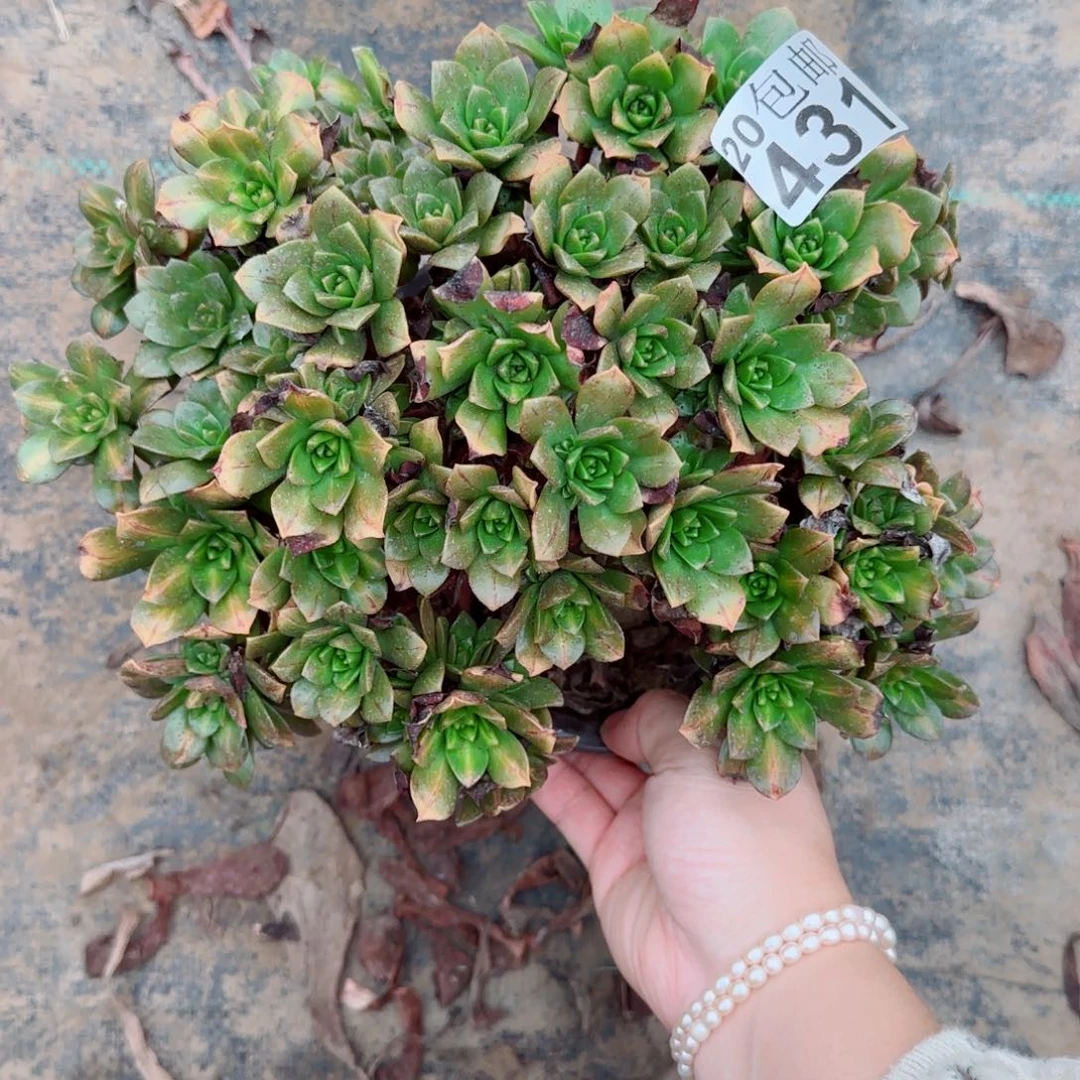 花茶绿茶431满20包邮断枝不包