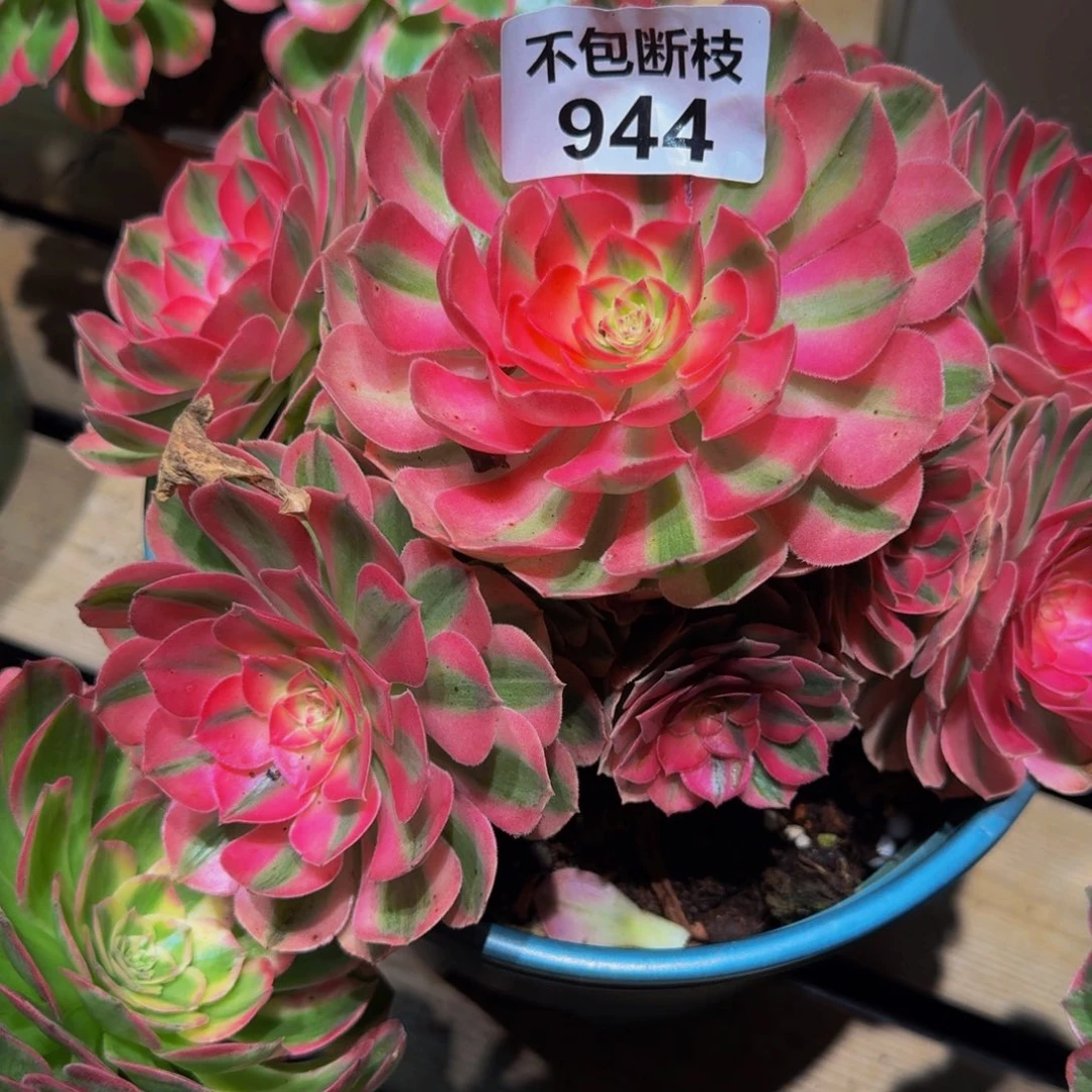 944多肉植物法师号