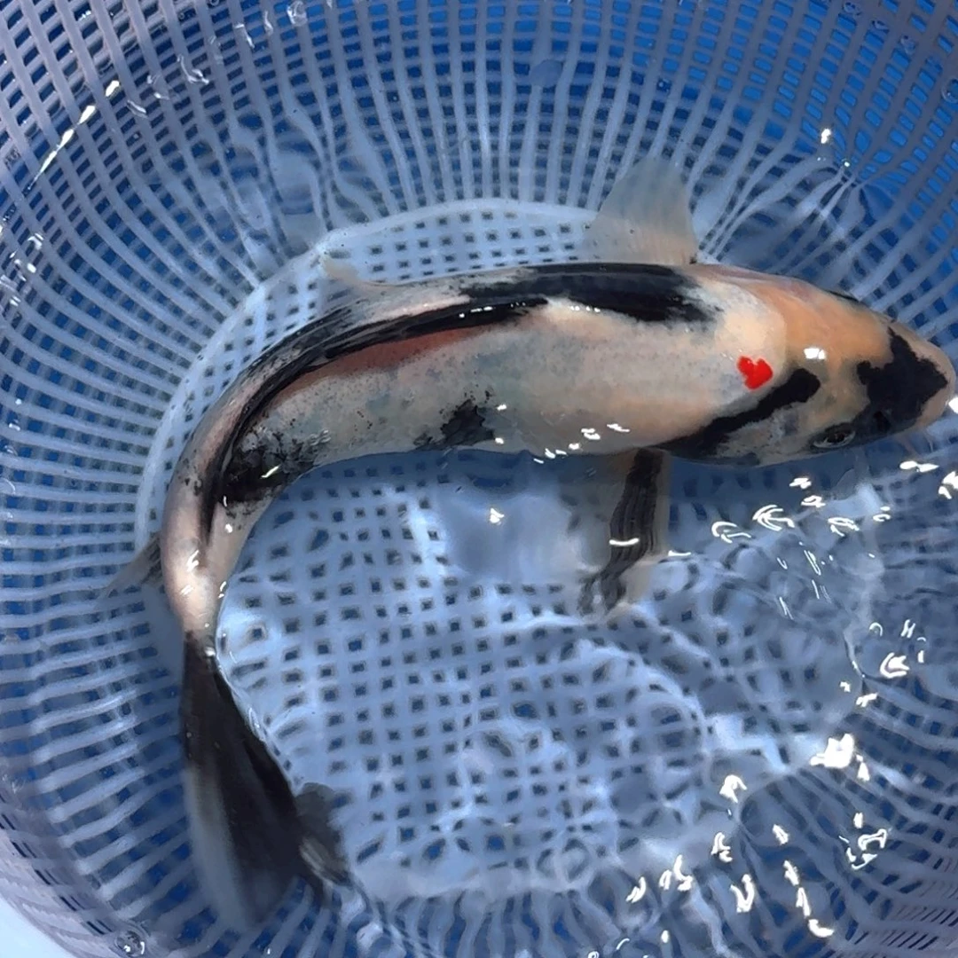 锦鲤精品甄选血统锦鲤