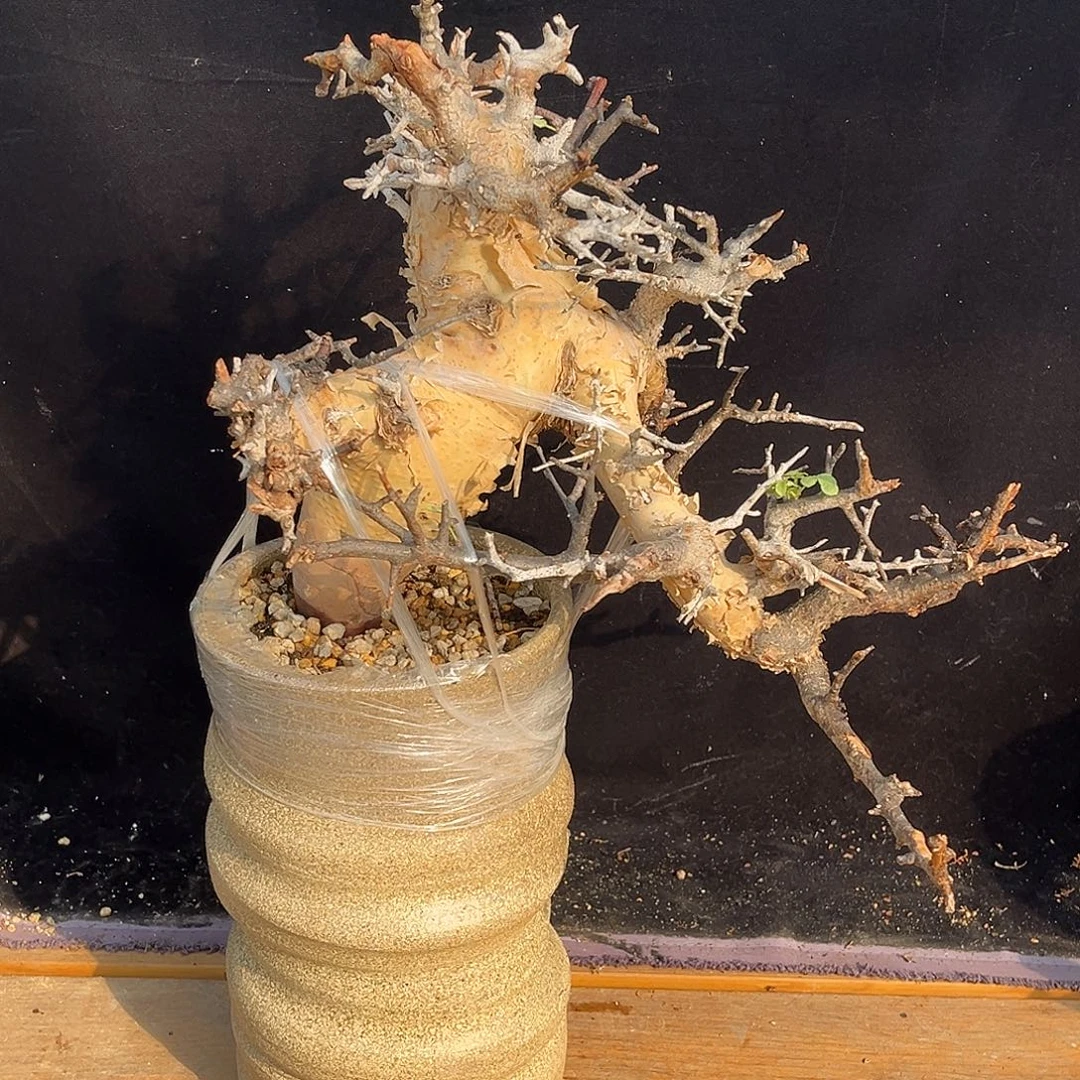 精品卡塔夫橄榄，飘枝