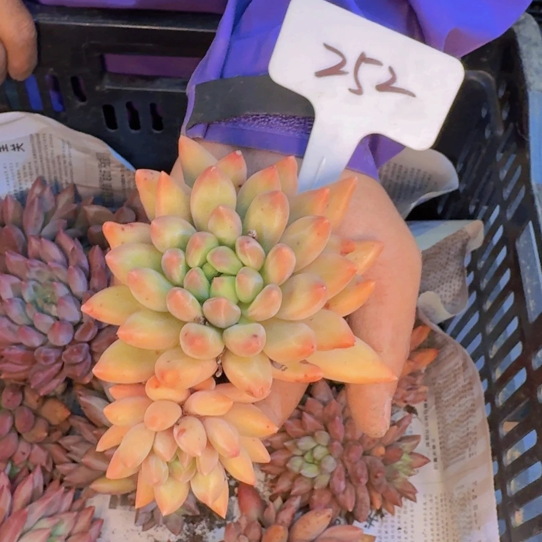 多肉植物的生长发育