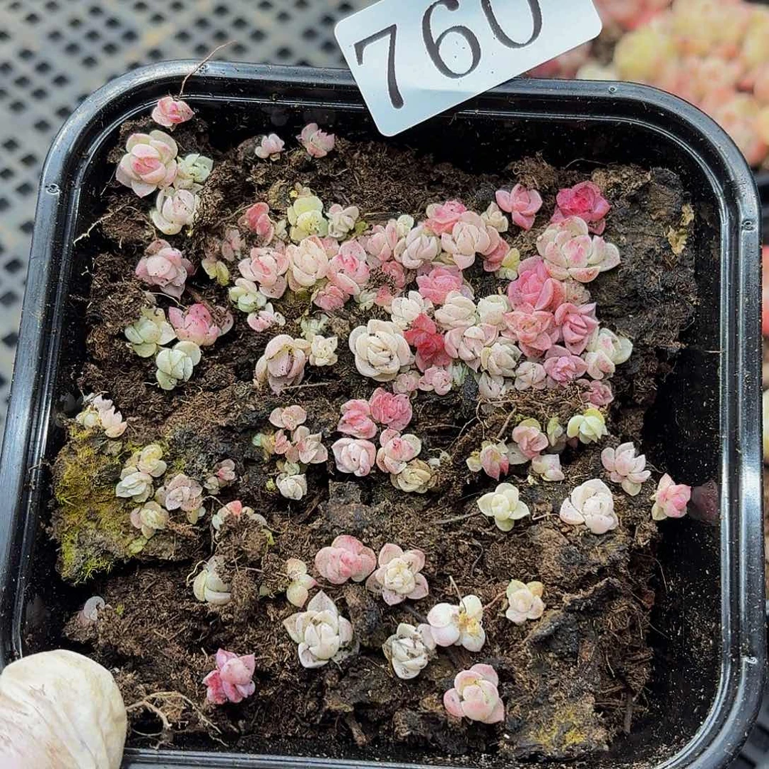 多肉植物多肉植物760