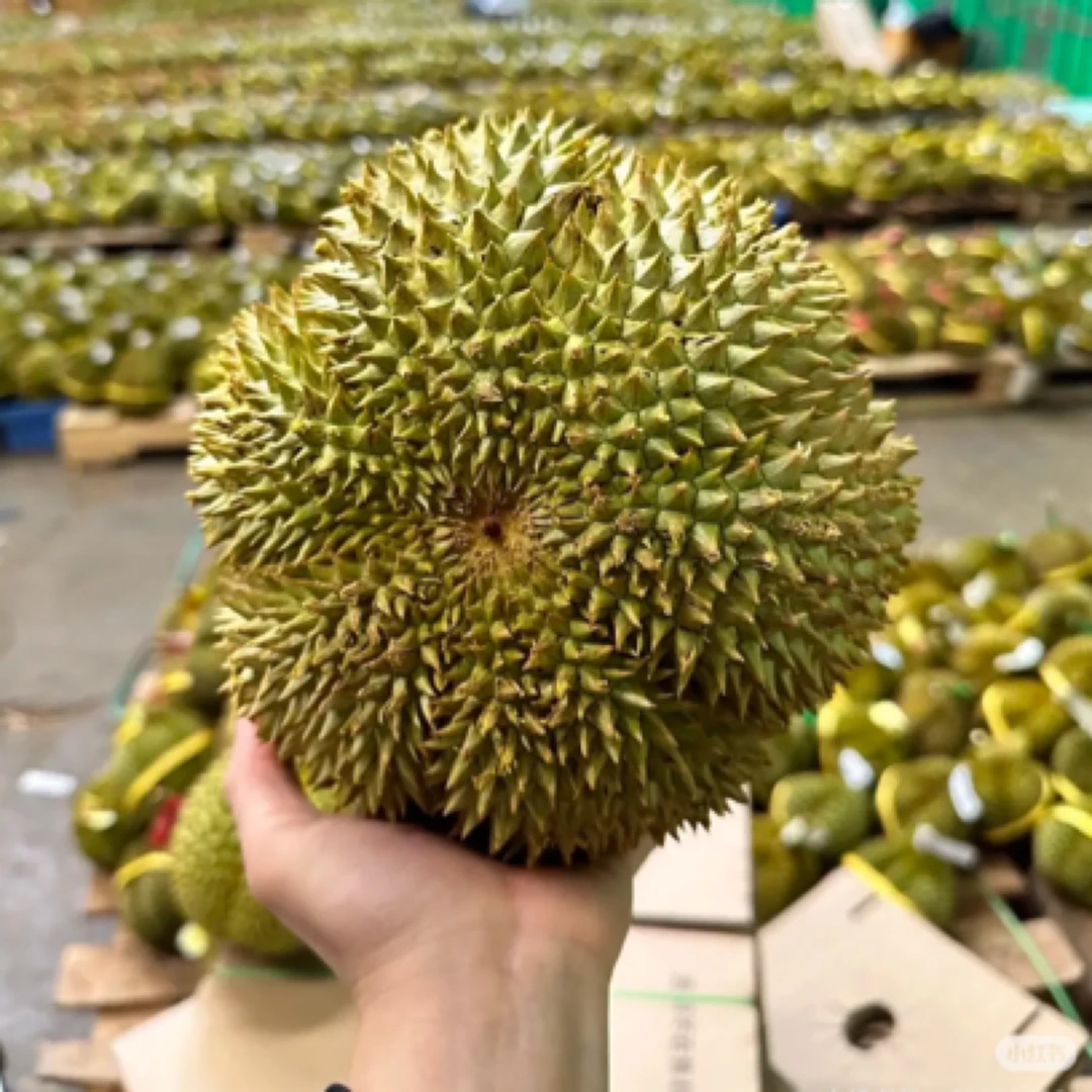 建瓯同城送50/2斤夹生硬包泰国新鲜金枕榴莲核小金枕泰国