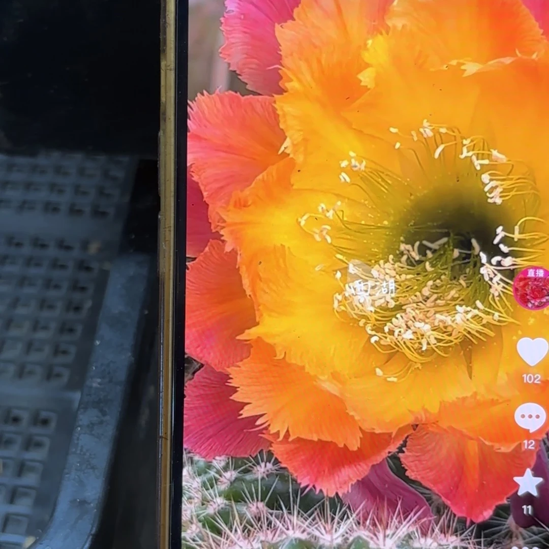 绣球彩侧牙20包邮仙人球48