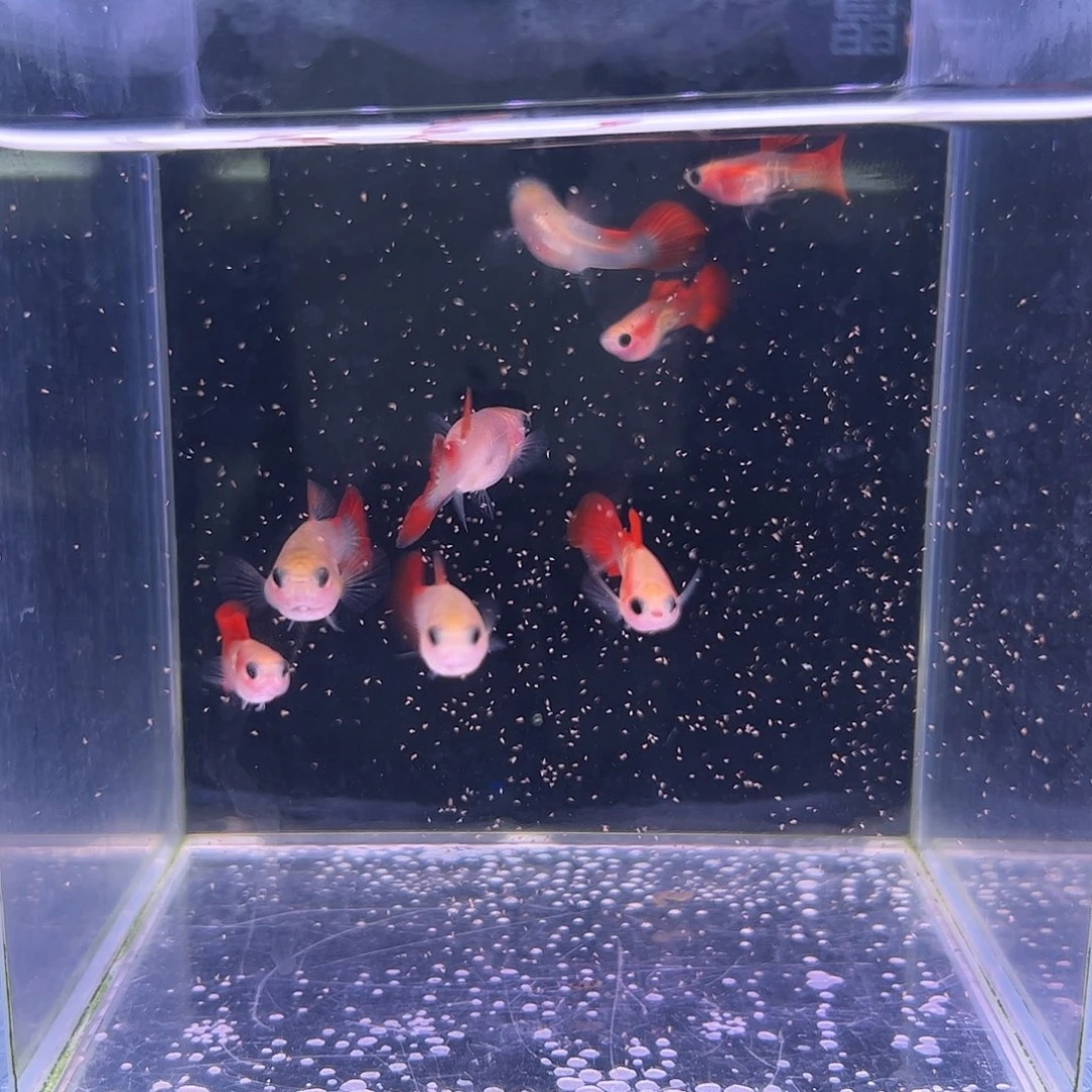 孔雀鱼银河琉璃玻璃猫4对