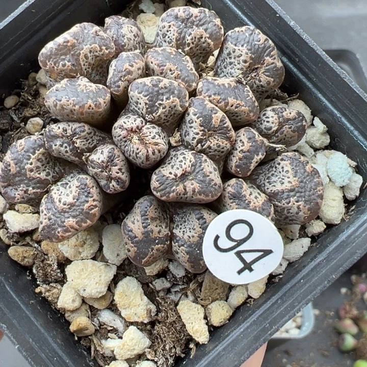 这颗多肉有点好看94号