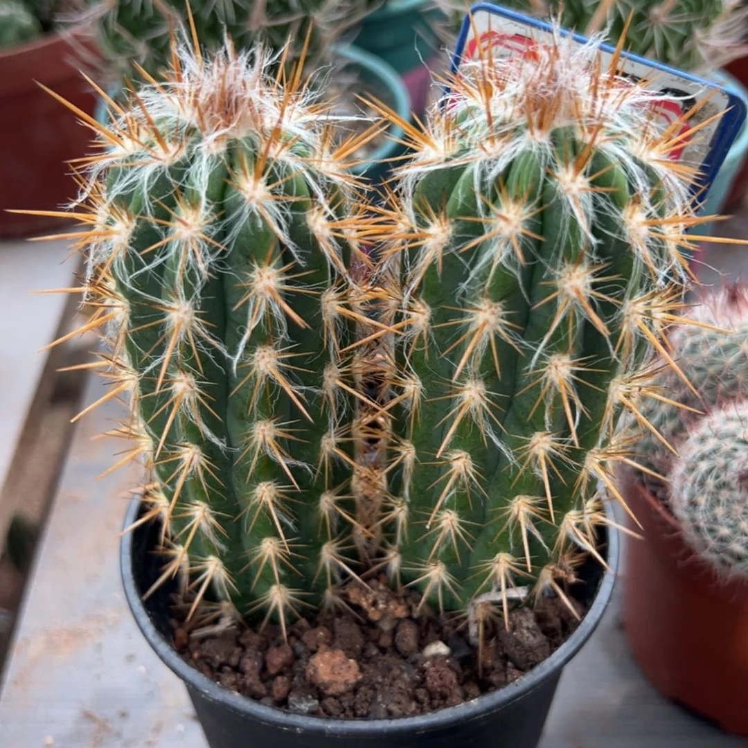 青衣柱随机一颗。