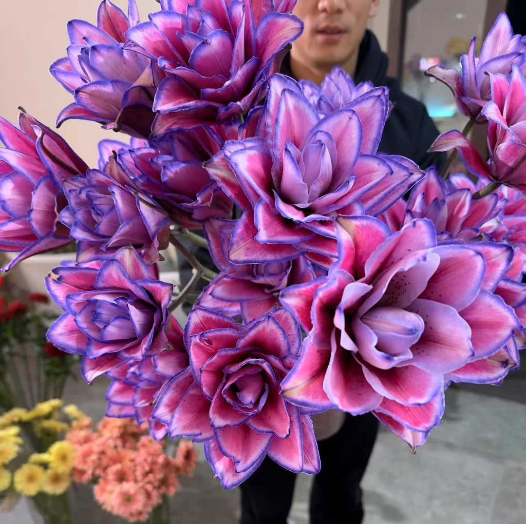 多头乌梅子酱吸色重瓣百合-拍前请接受有轻微色差