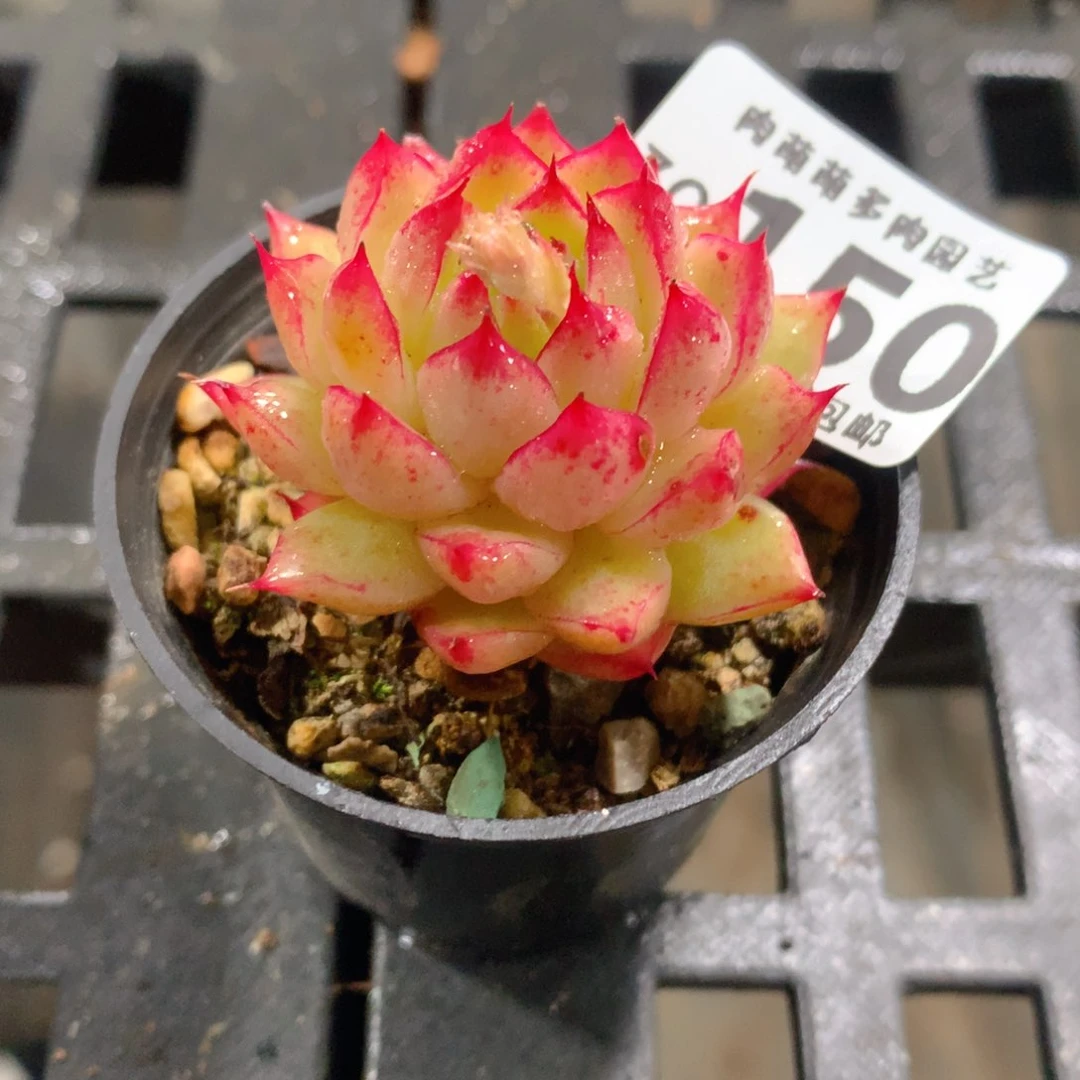 肉萌萌拇指盆精控多肉ZQ150