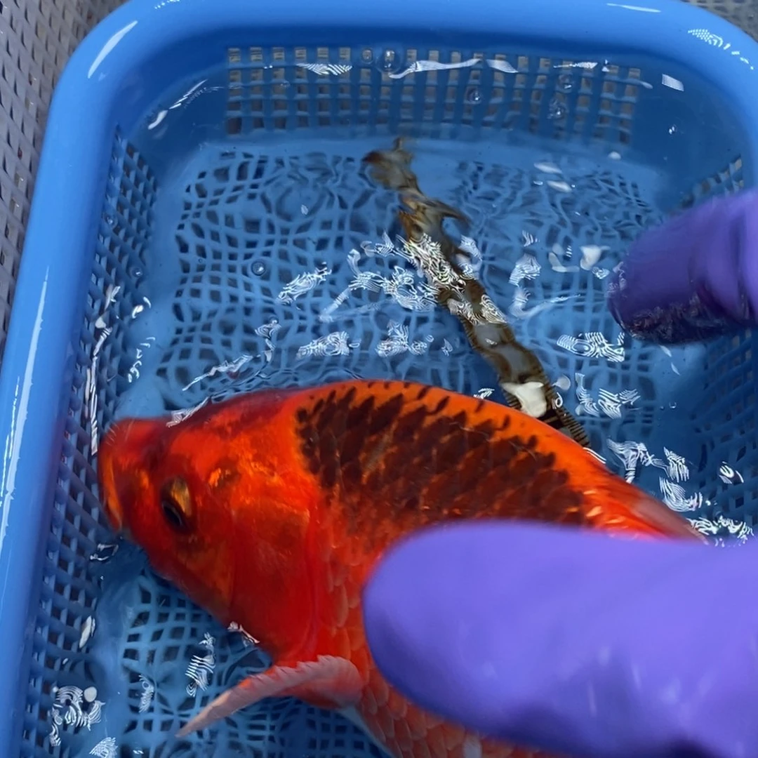 锦鲤冷水锦鲤包邮
