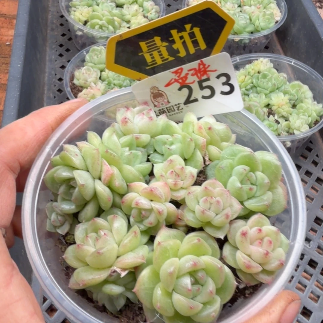 多肉植物多肉植物