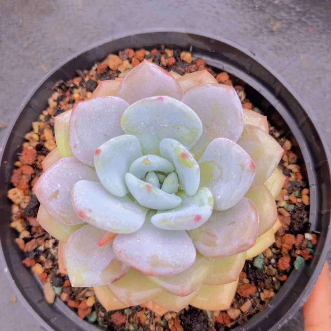 付姐姐多肉植物植物