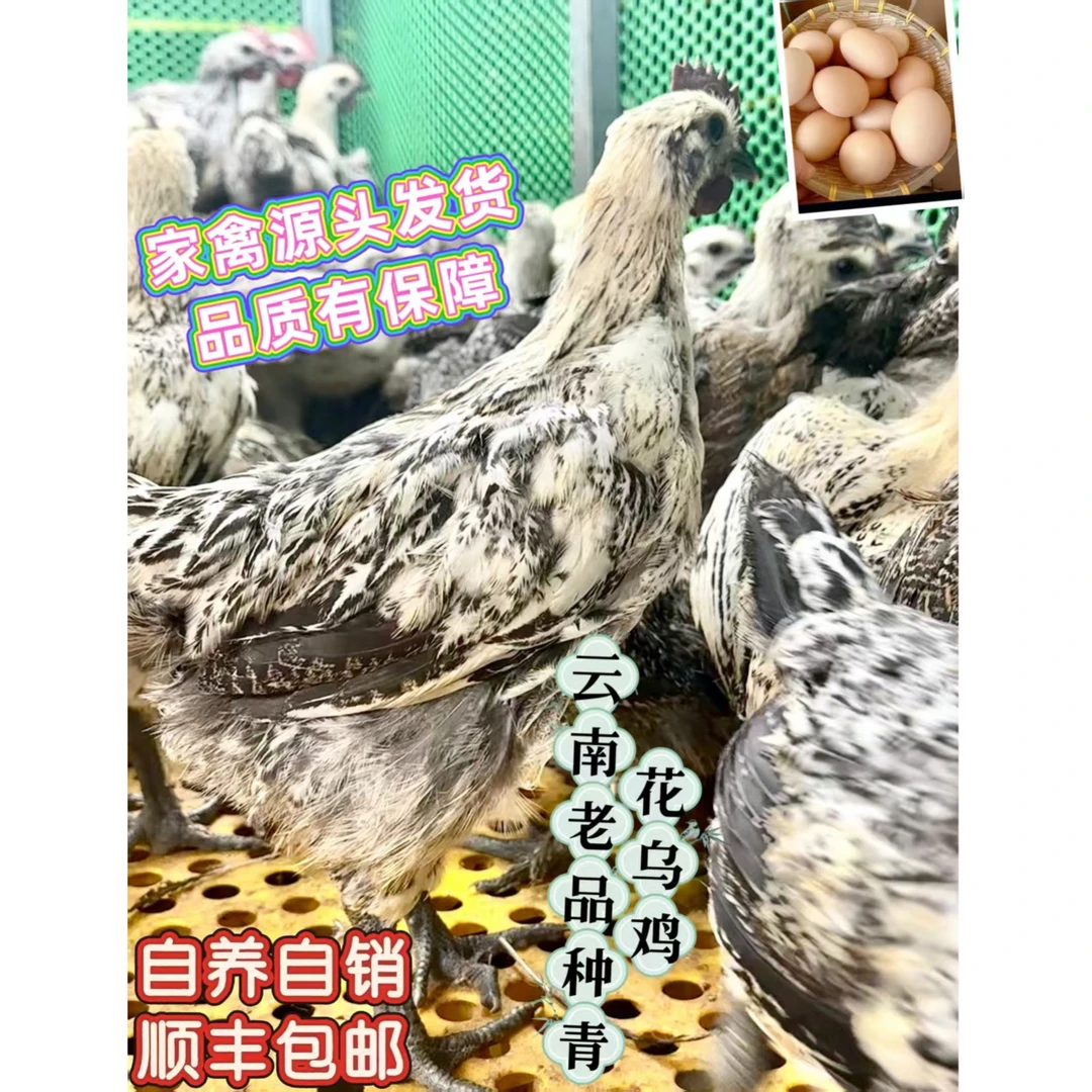 宠物鸡云南长尾鸡500g云南发货