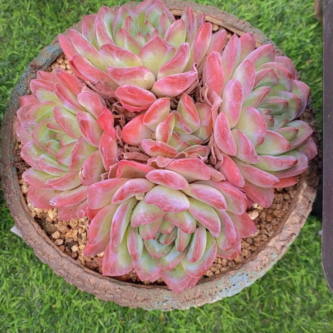 雪夜 一物一拍。