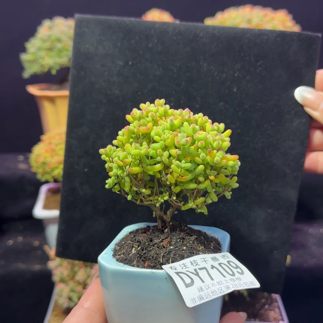 dy109精控金桔直杆双岔带盆