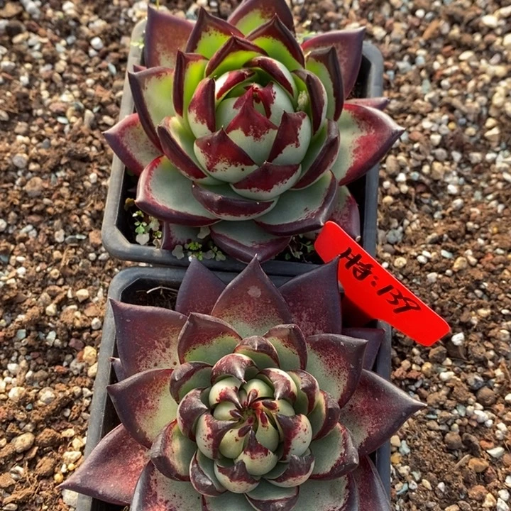 东***北魔王包2颗B-25.1.23