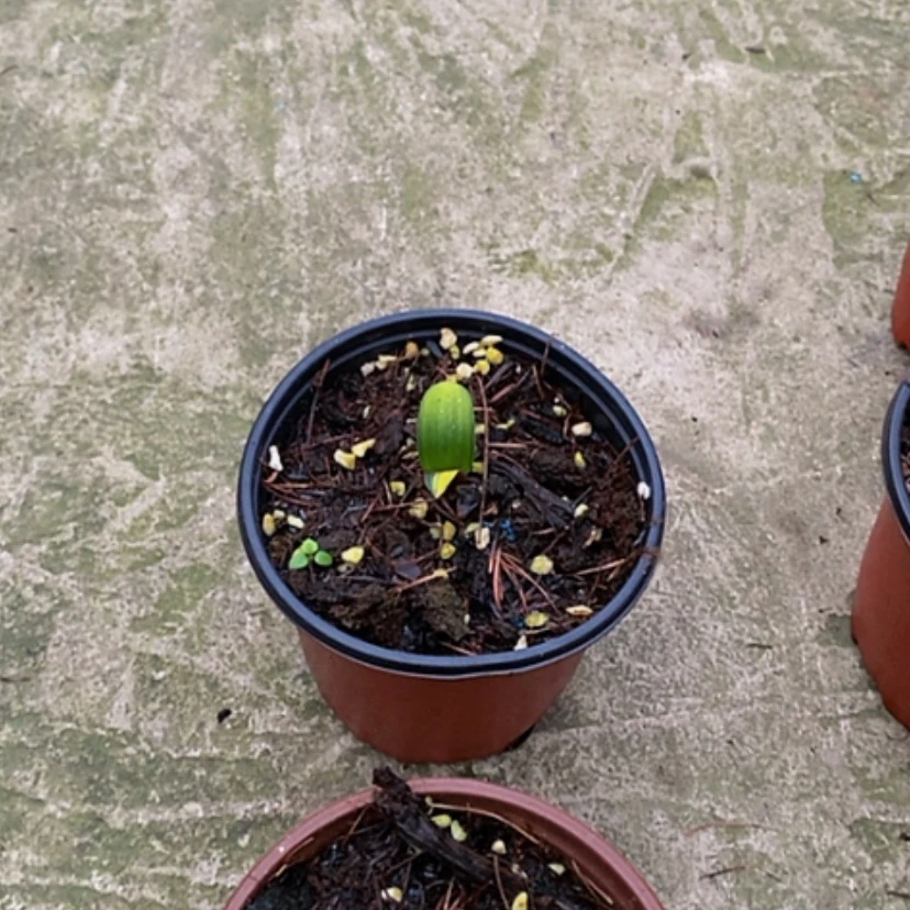 【闪购商品】无花朵诚*