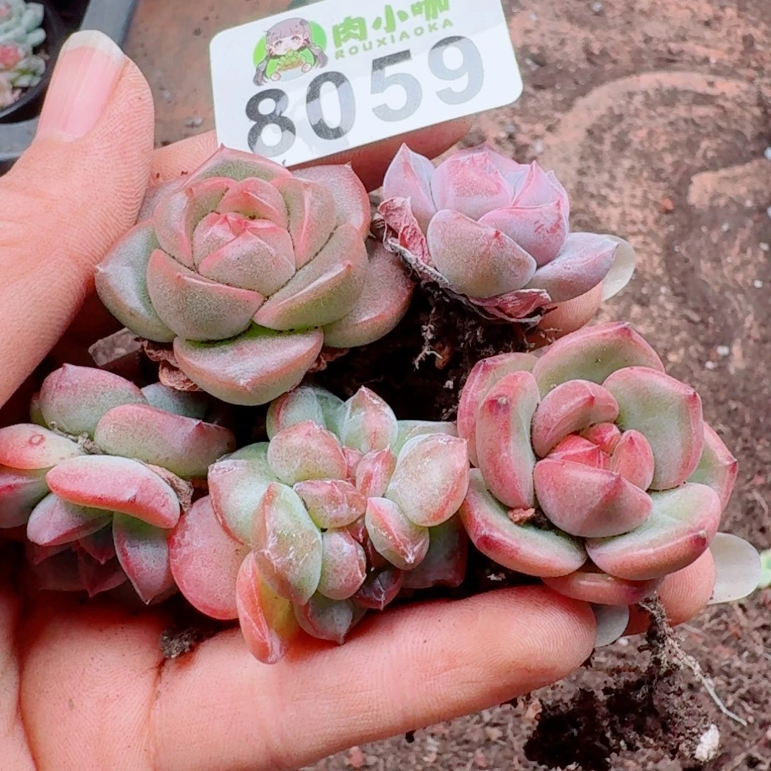 多肉植物多肉植物
