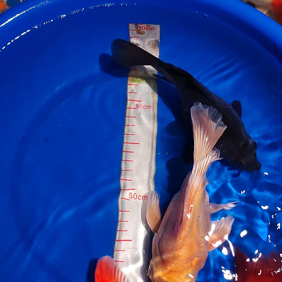 蝴蝶鲤一对一挑选直播间