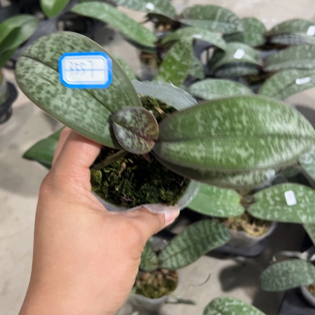 胖***虎当前无花栽培后可以开花3557西蕾丽处理破损苗