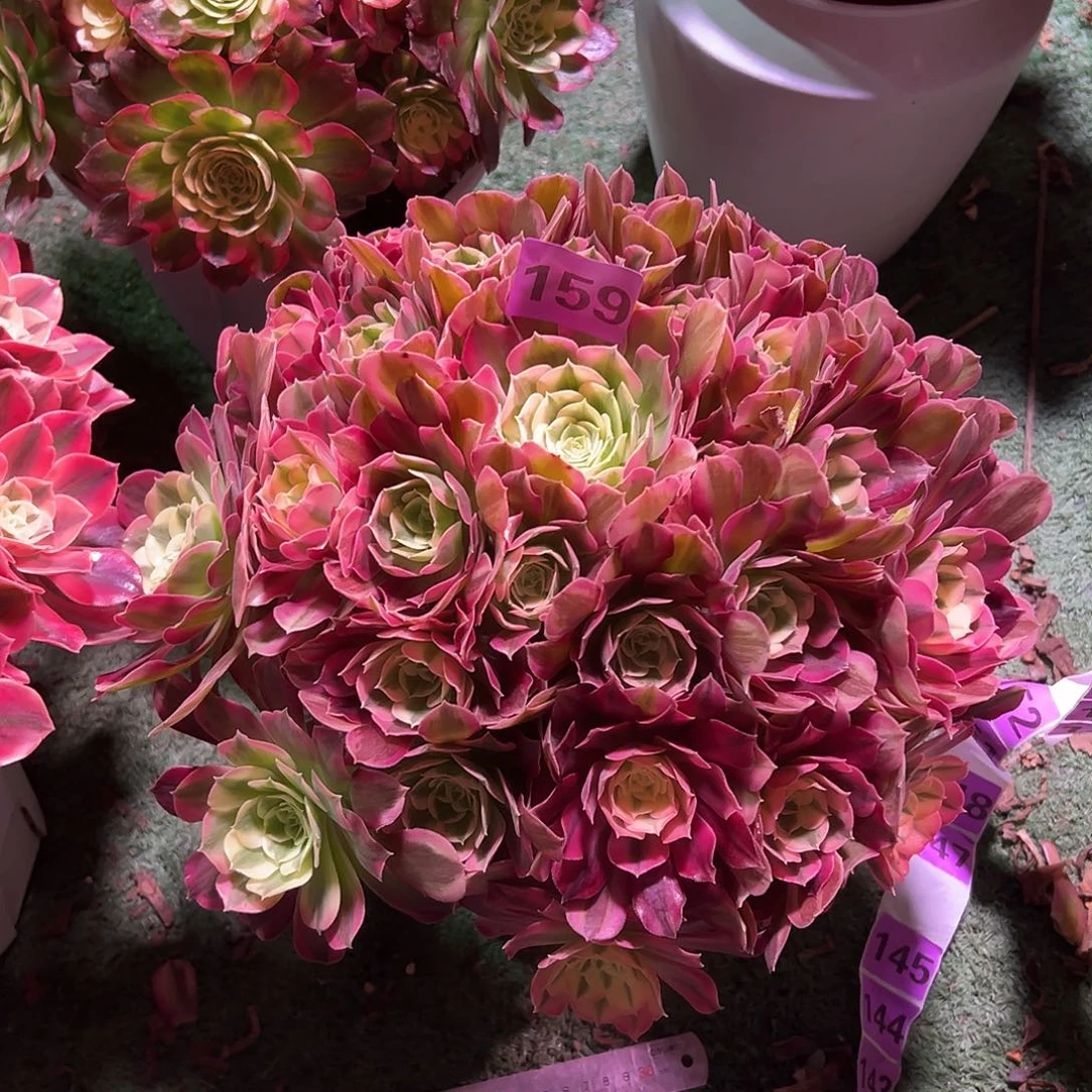 159男神法师多肉植物