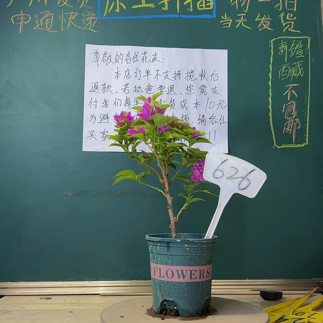 当前无花栽培后可以开花紫狐狸 626