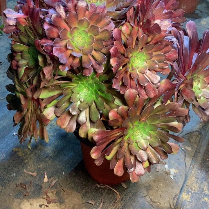 29红铜中斑多肉一物一拍