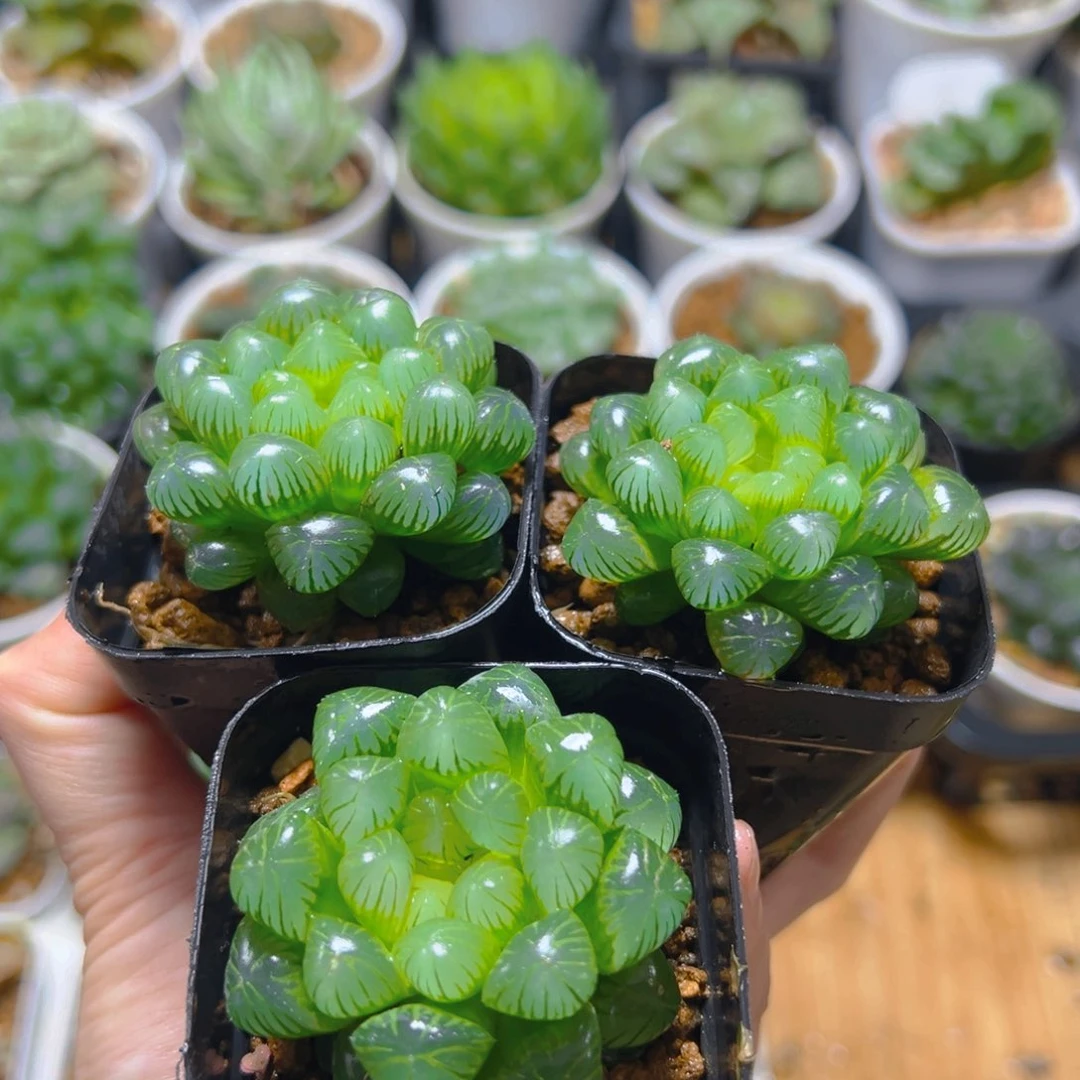 糯肌玉露多肉多肉3颗