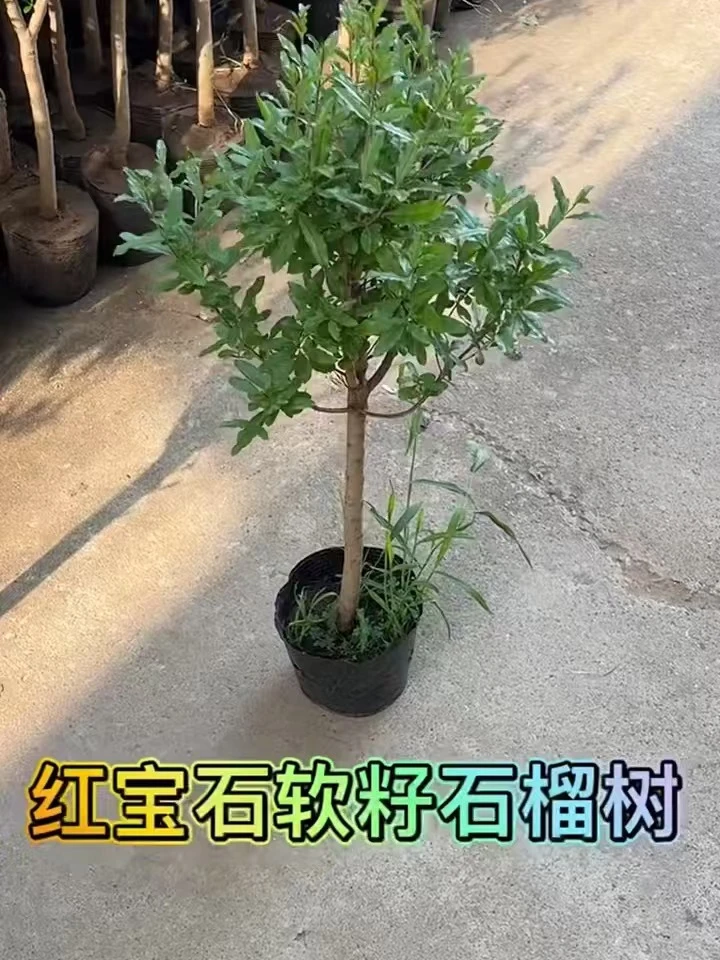 红宝石软籽石榴南北方室内室外阳台庭院地栽盆栽