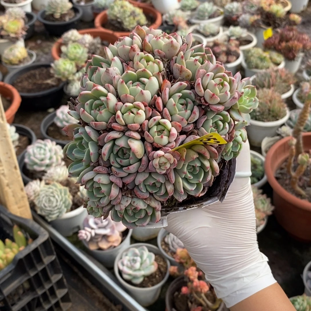 252娜娜小勾一物一拍