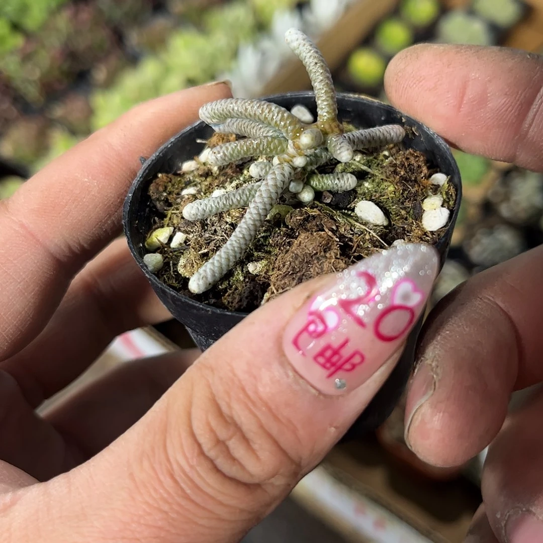 银蚕群生有根发货有根