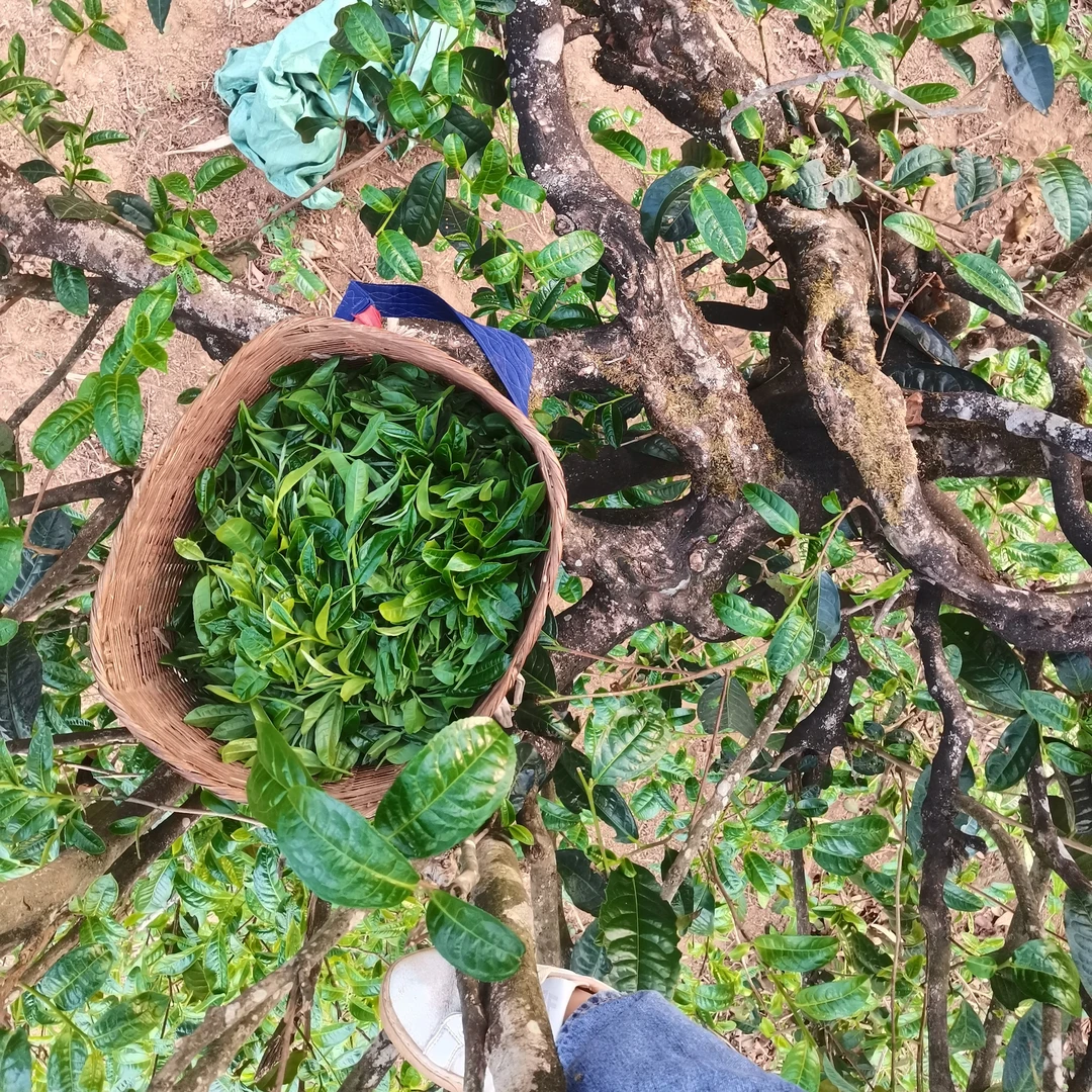 花椒树单株2025年