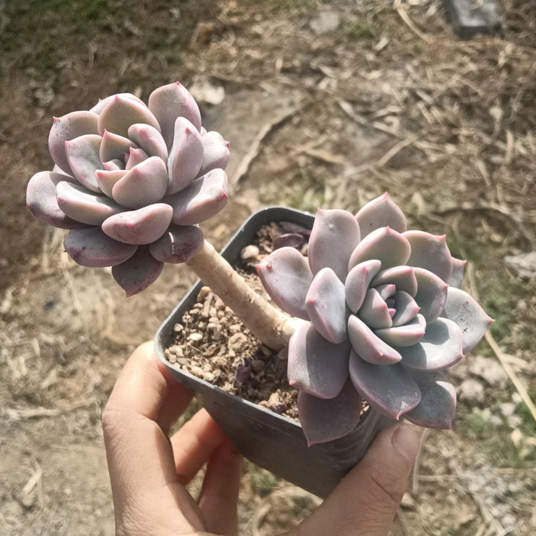 红粉佳人小老桩（满38包邮）