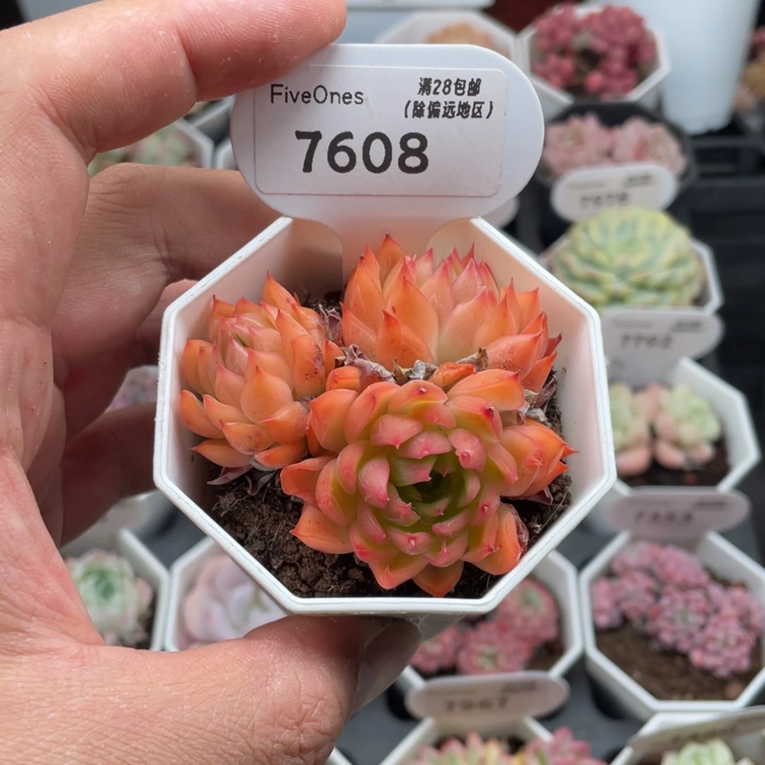 7608安吉拉6厘米