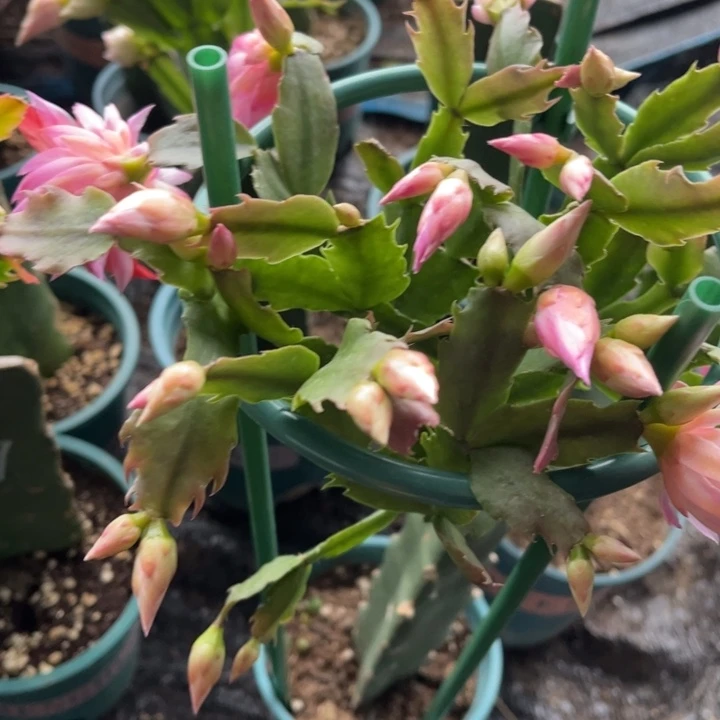 青***栀72号2099，重瓣花，