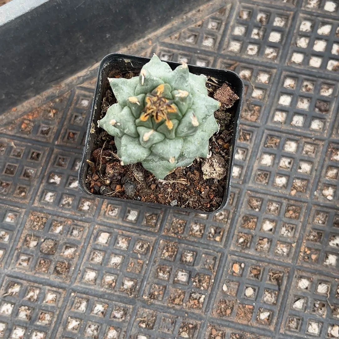 无花朵骆*哥刺花教历史生根一颗