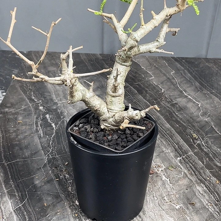 尼勒达乳香橄榄www www