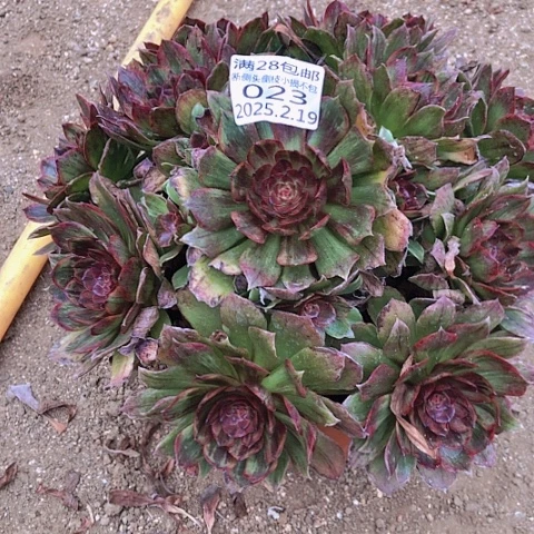 2.20-23红丝绒多肉植物