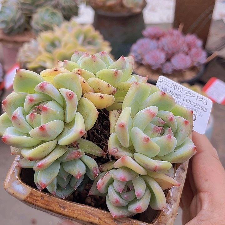 6702白拉糖。
